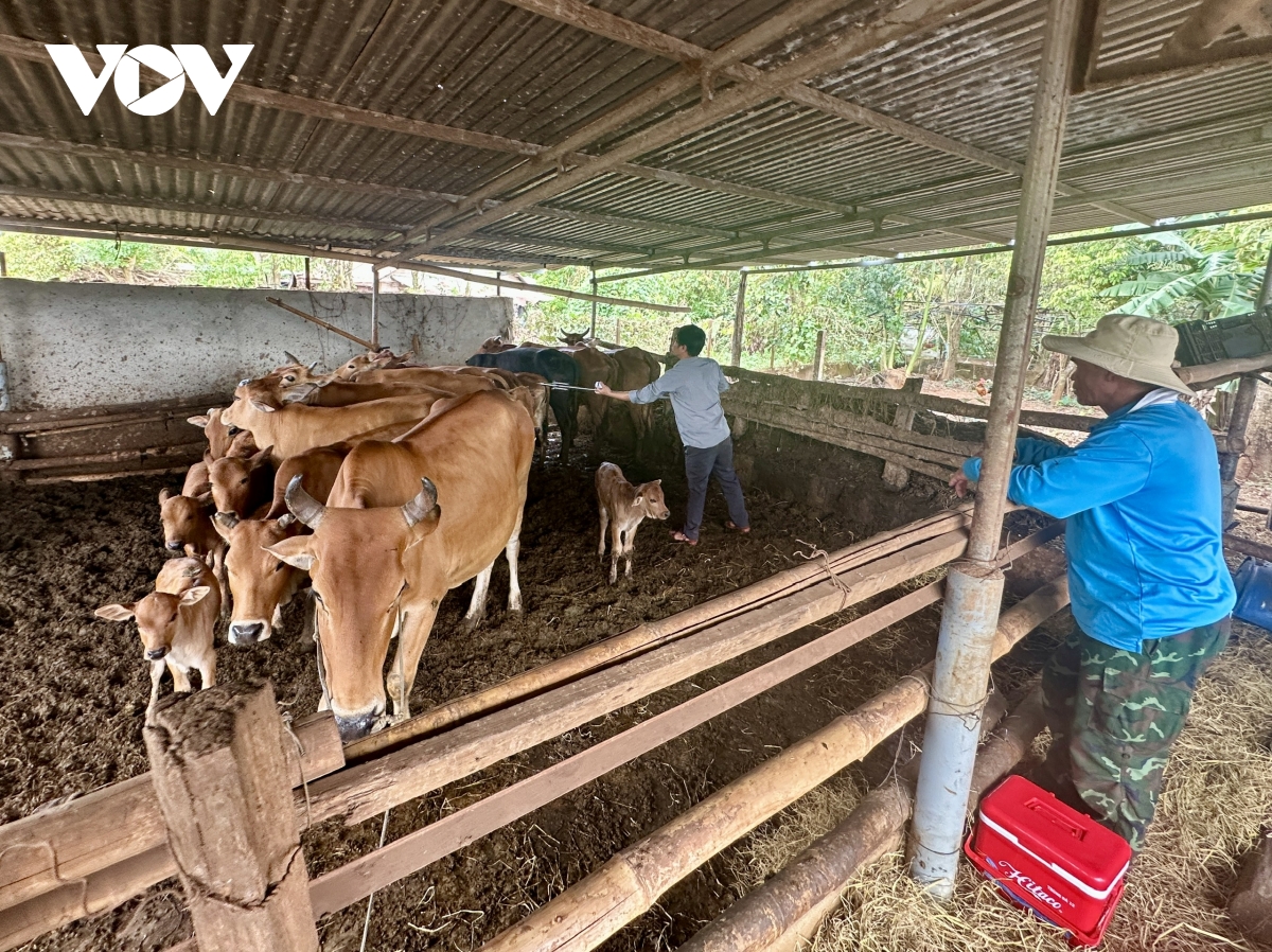 Đắk Lắk triển khai tiêm vaccine quy mô lớn phòng dịch cho đàn vật nuôi